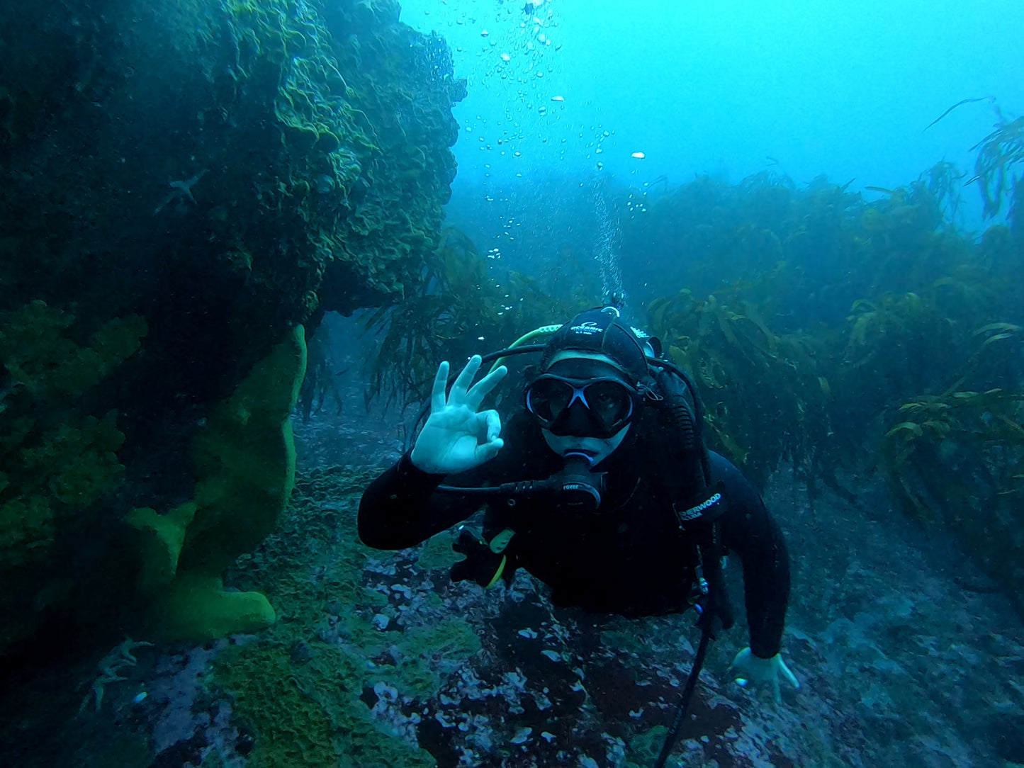 BUCEO EN ZAPALLAR - MAITENCILLO o PAPUDO