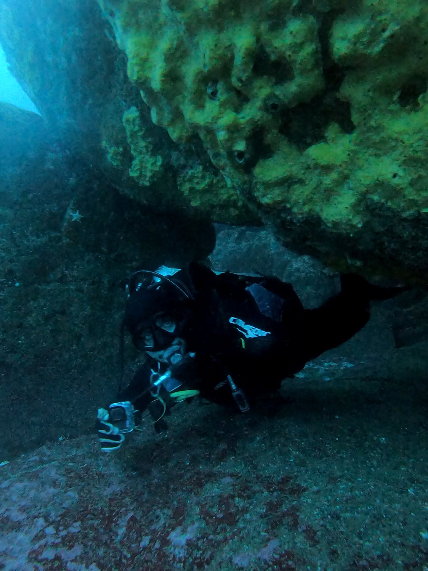 BUCEO EN ZAPALLAR - MAITENCILLO o PAPUDO