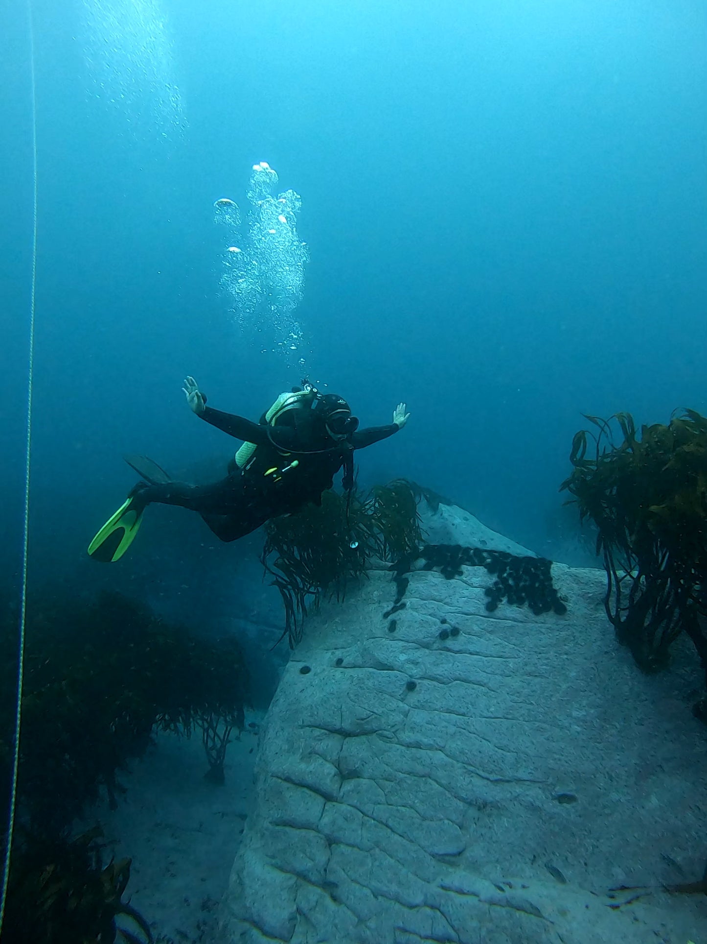 BUCEO EN ZAPALLAR - MAITENCILLO o PAPUDO