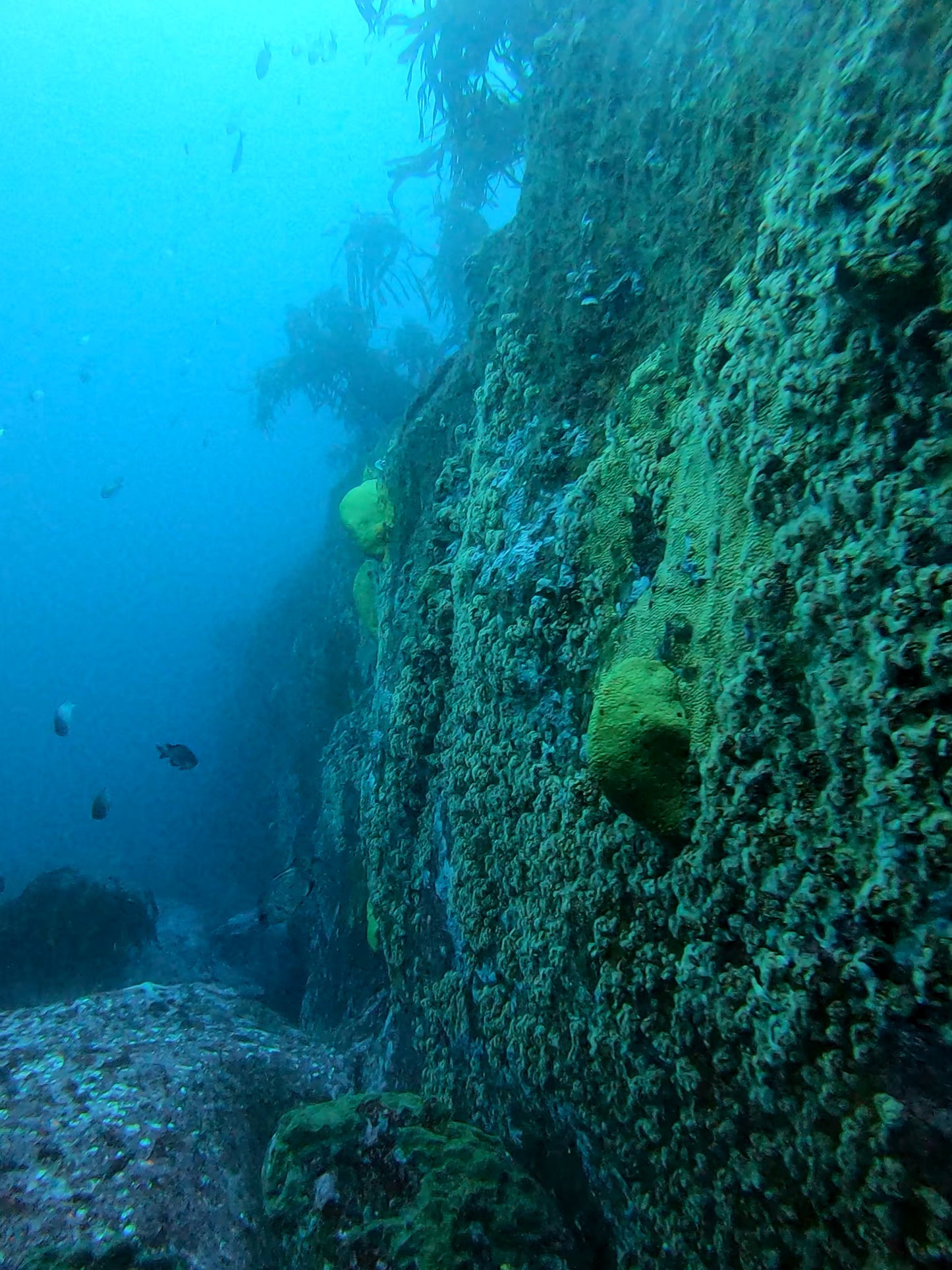 BUCEO EN ZAPALLAR - MAITENCILLO o PAPUDO