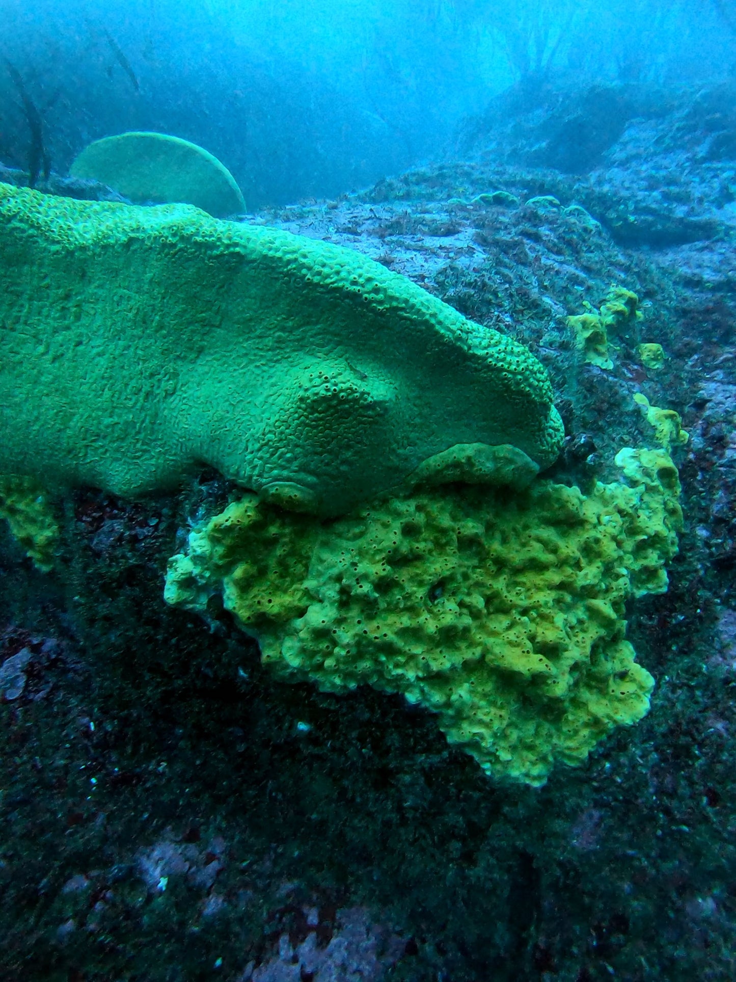 BUCEO EN ZAPALLAR - MAITENCILLO o PAPUDO