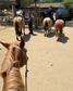 LOCAL HORSE RIDING ACTIVITY