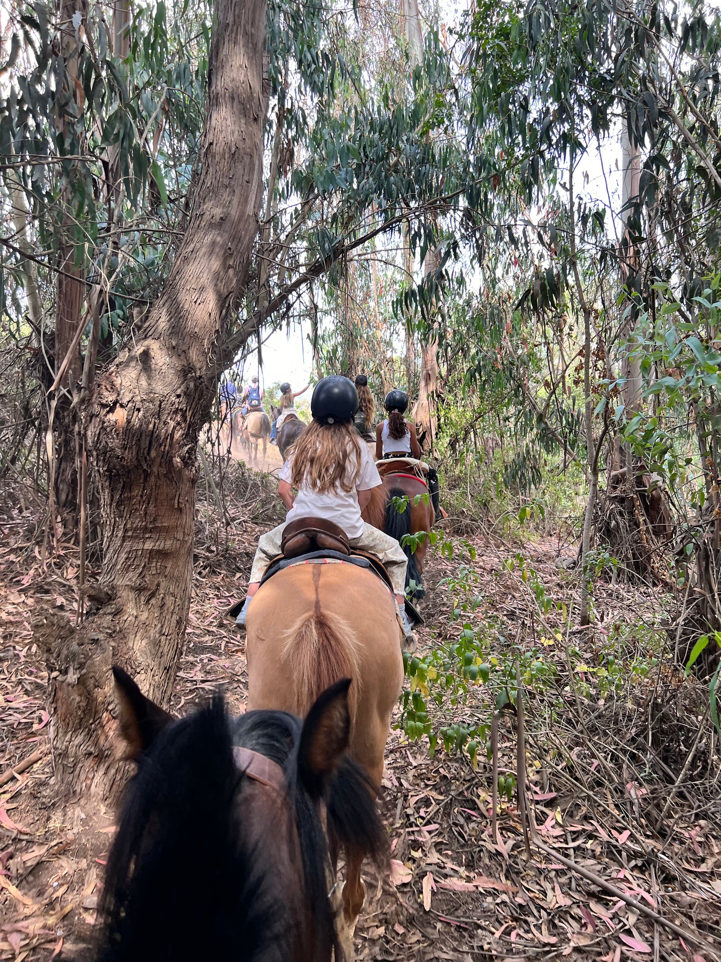 ACTIVIDAD DE CABALGATA LOCAL