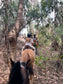 LOCAL HORSE RIDING ACTIVITY