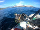 BUCEO EN ZAPALLAR - MAITENCILLO o PAPUDO