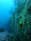 BUCEO EN ZAPALLAR - MAITENCILLO o PAPUDO