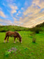 LOCAL HORSE RIDING ACTIVITY